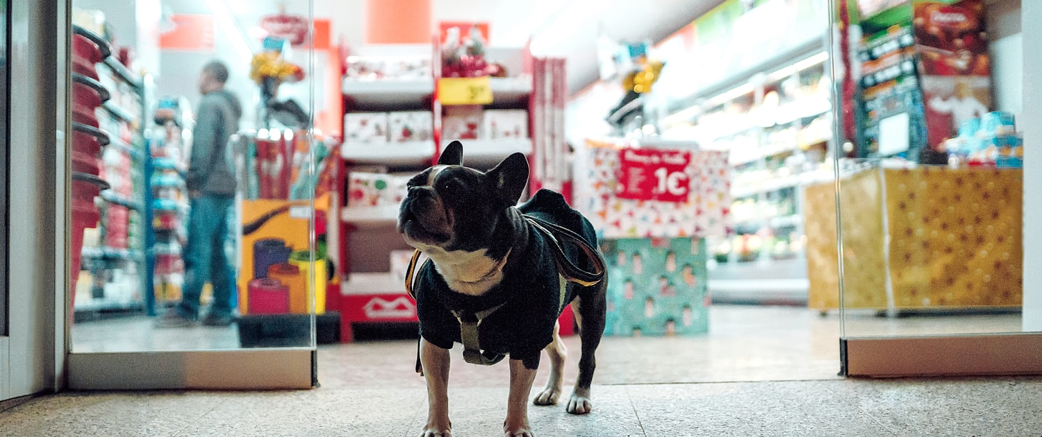 black dog walking in front of store