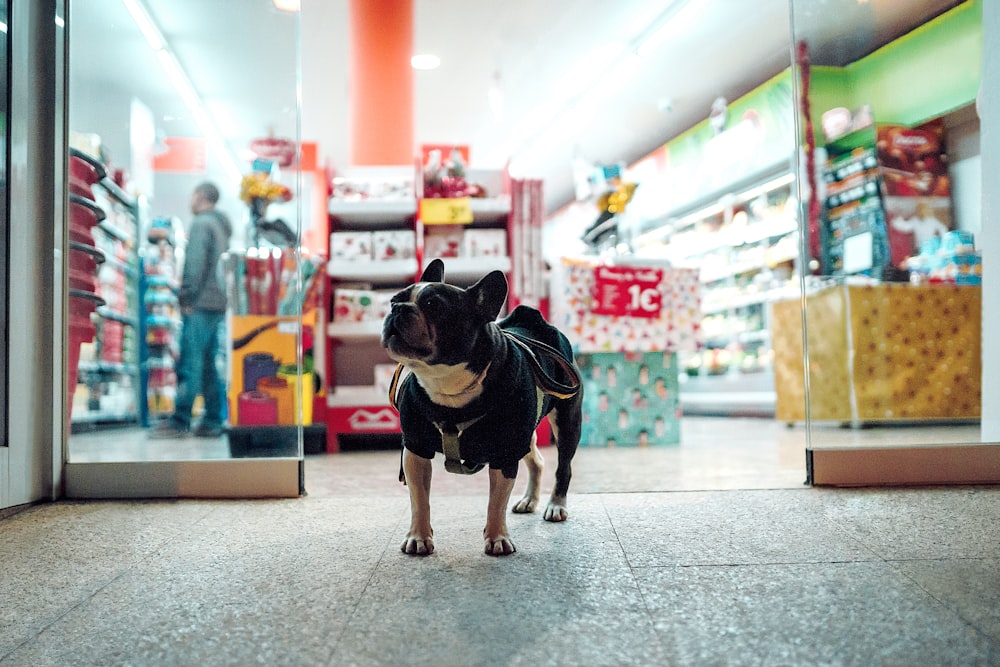 black dog walking in front of store