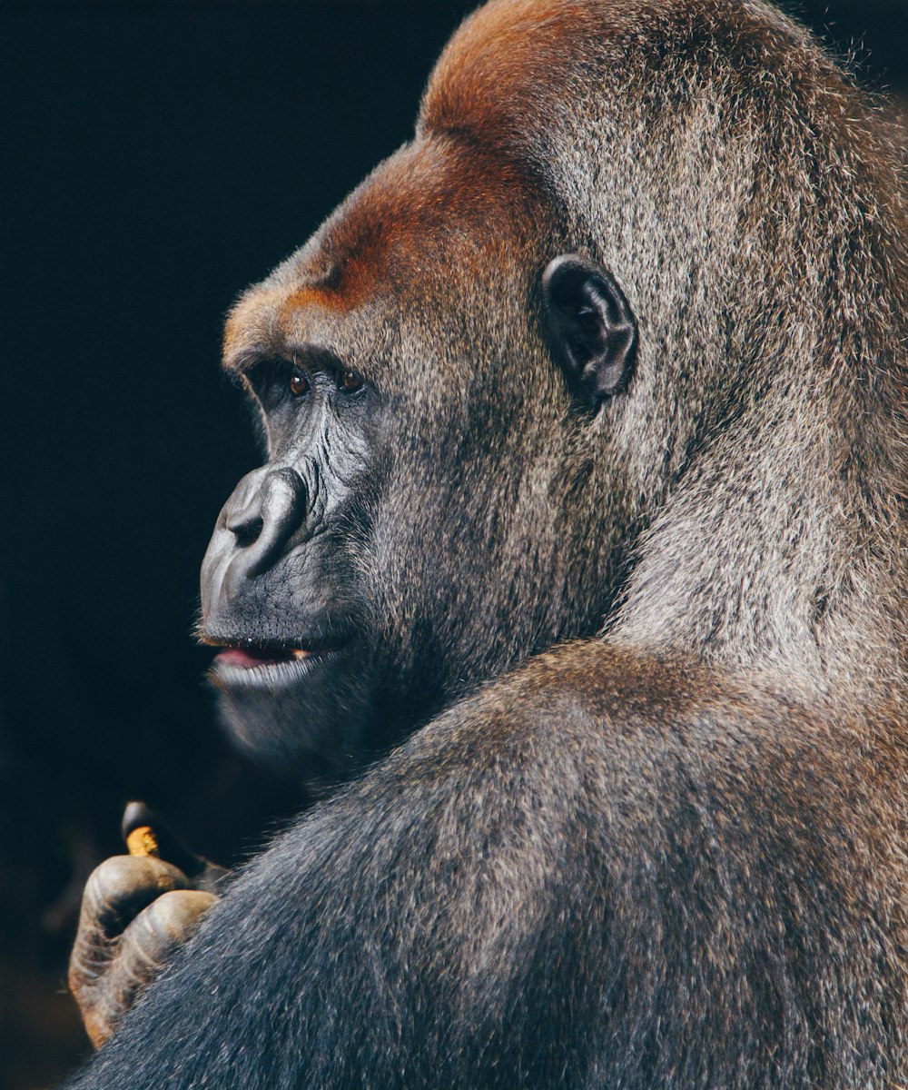 Vista lateral do gorila