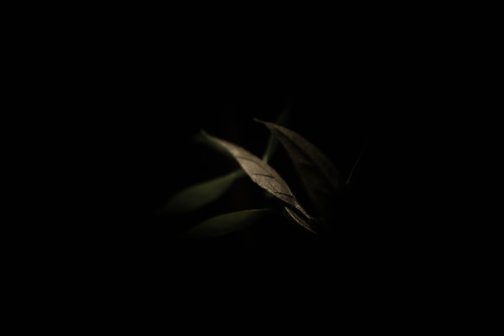 a leaf is shown in the dark on a black background