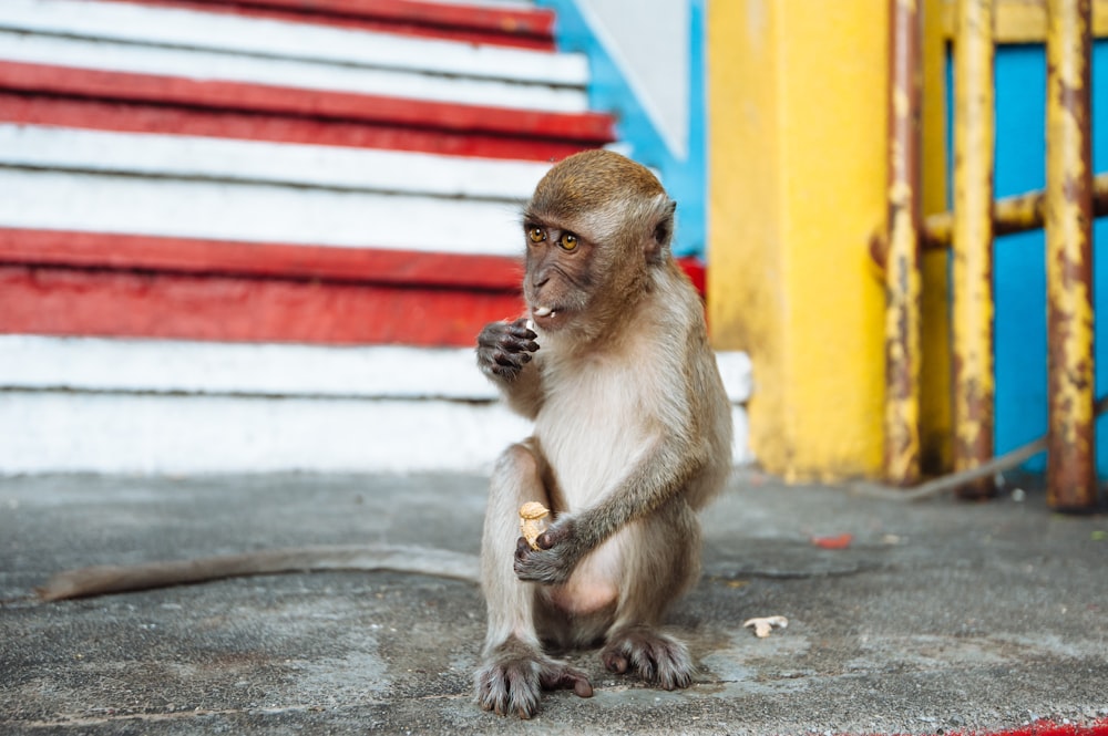 Macaco marrom sentado no chão