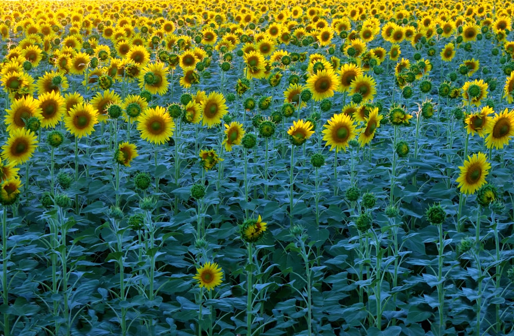 Sunflower field