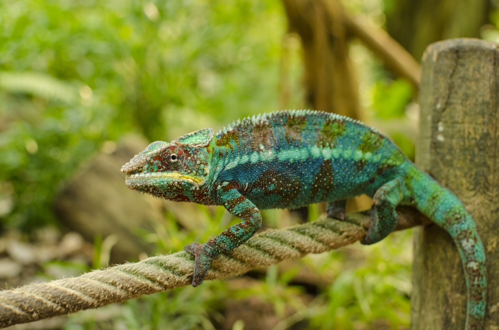 blue and green iguana closeup photo