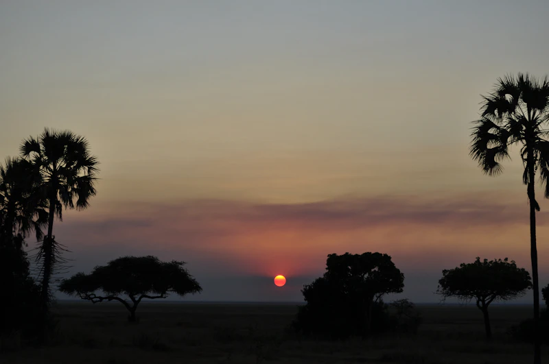 Warm low sunlight over the wild bush of southern Tanzania (Ruaha/Katavi country)