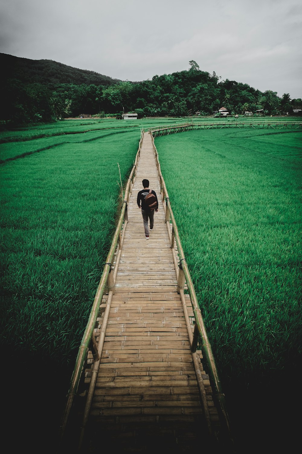man walking on bamboo path on field