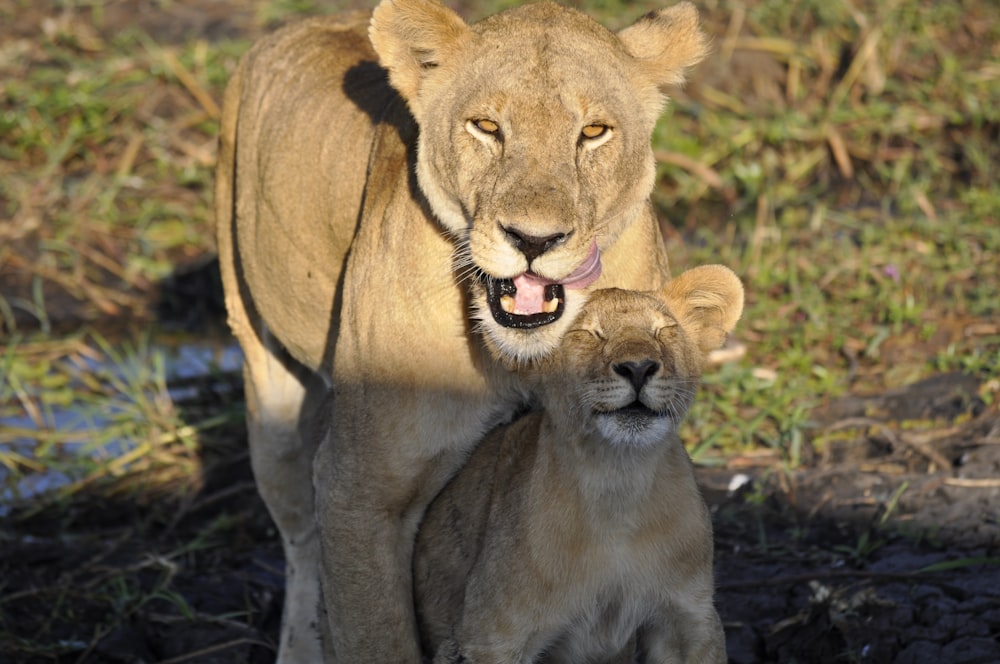 brown lioness