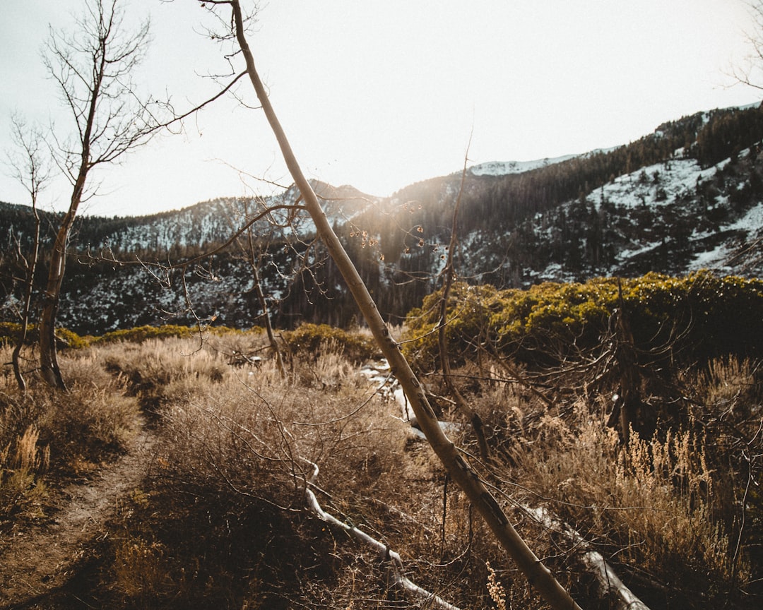 bare tree with mountain background