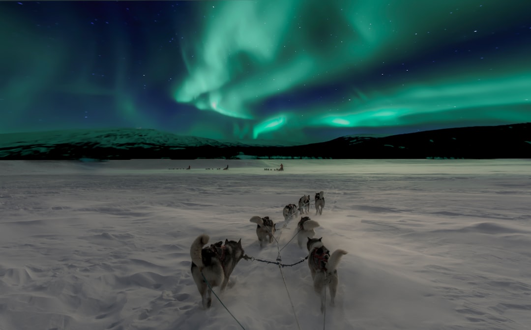 The Enduring Legacy of Siberian Huskies: From Ancient Sled Dogs to Beloved Companions