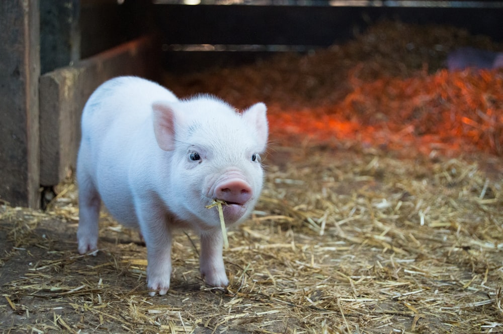 white piglet chewing hay