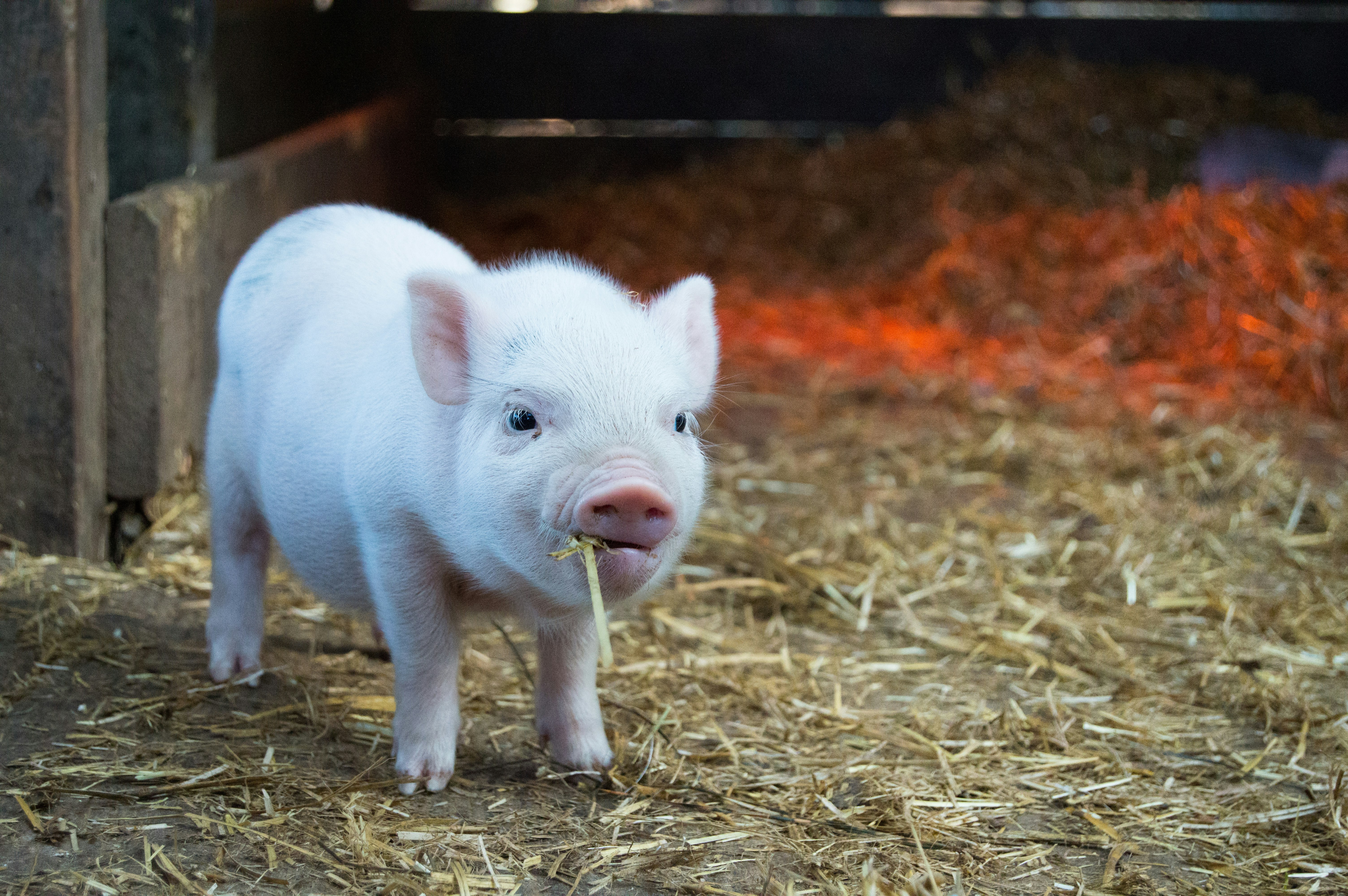 École de Production Animale