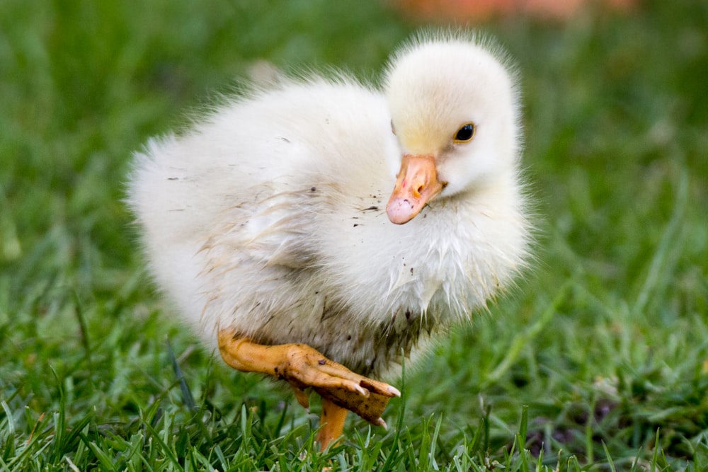 patito blanco de pie en el campo de hierba