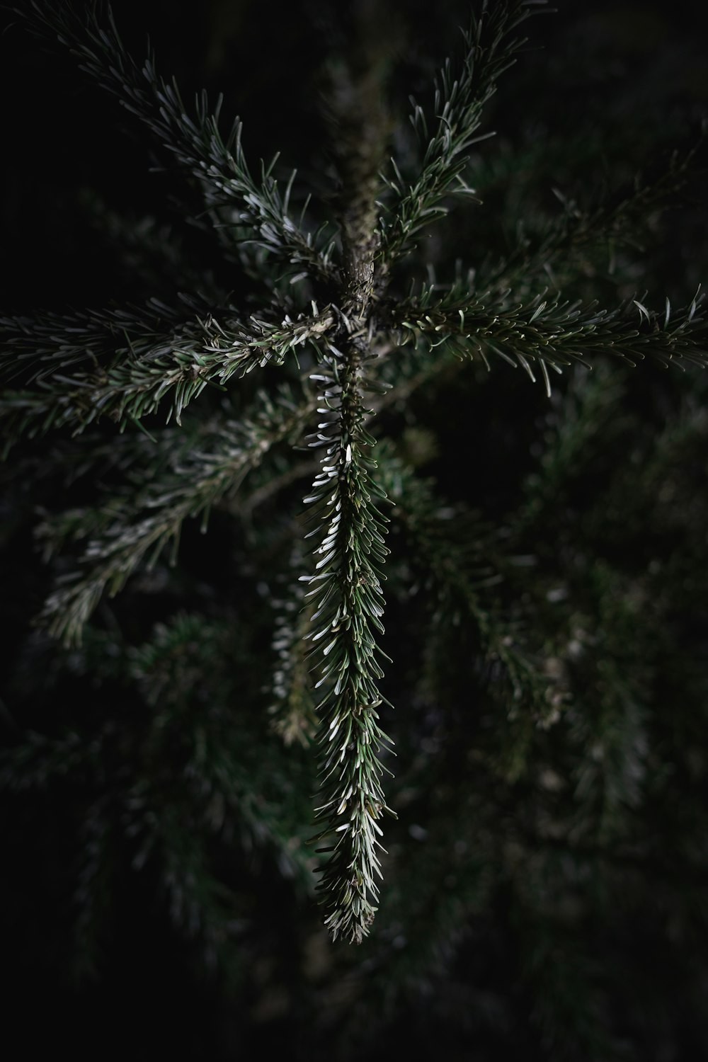 green pine tree