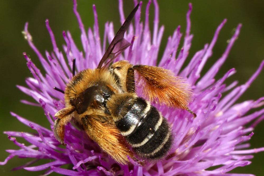 bee drinking on purple flower