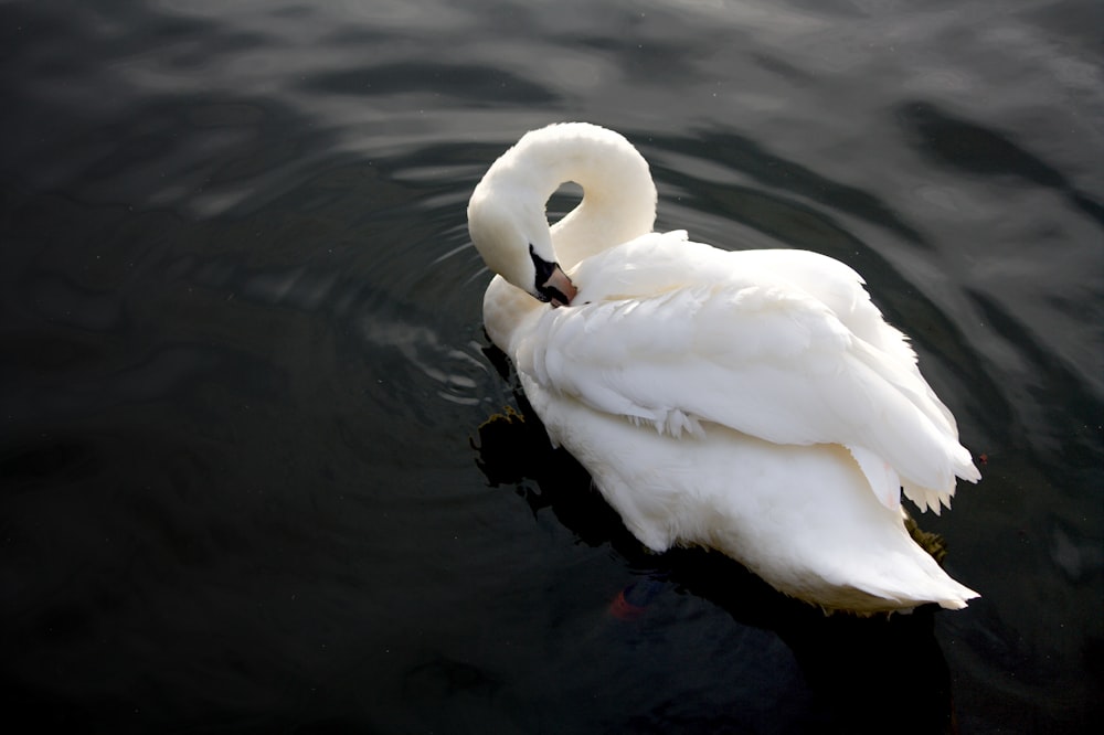 mute swan on body of water