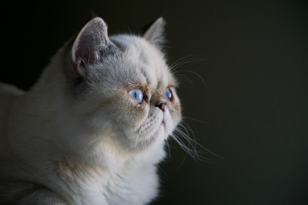 white Persian cat