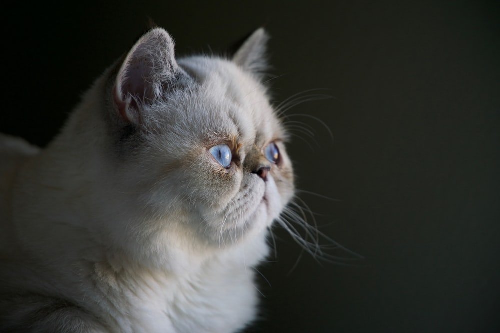 gato persa branco