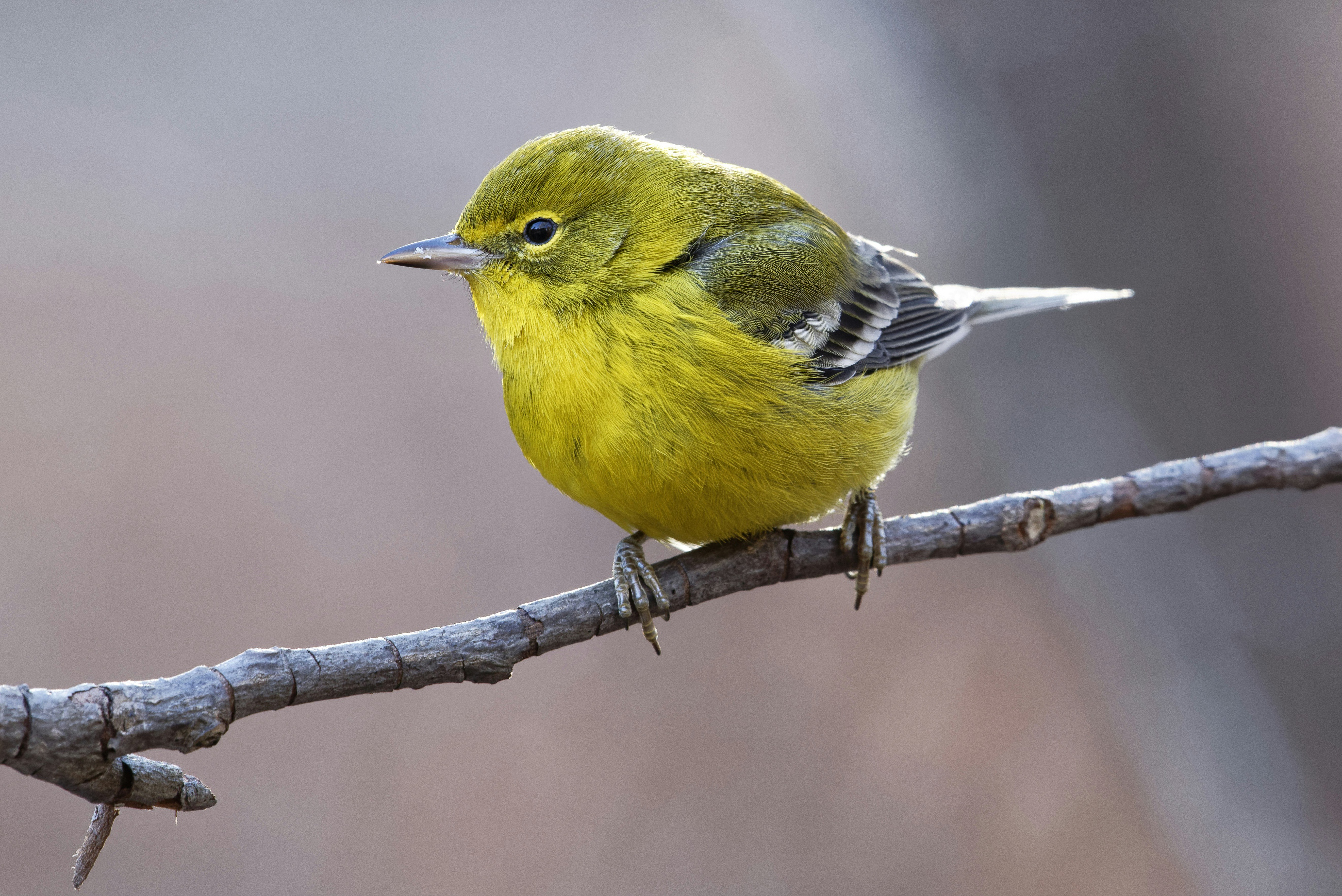 yellow bird standing on top of gray tree branch