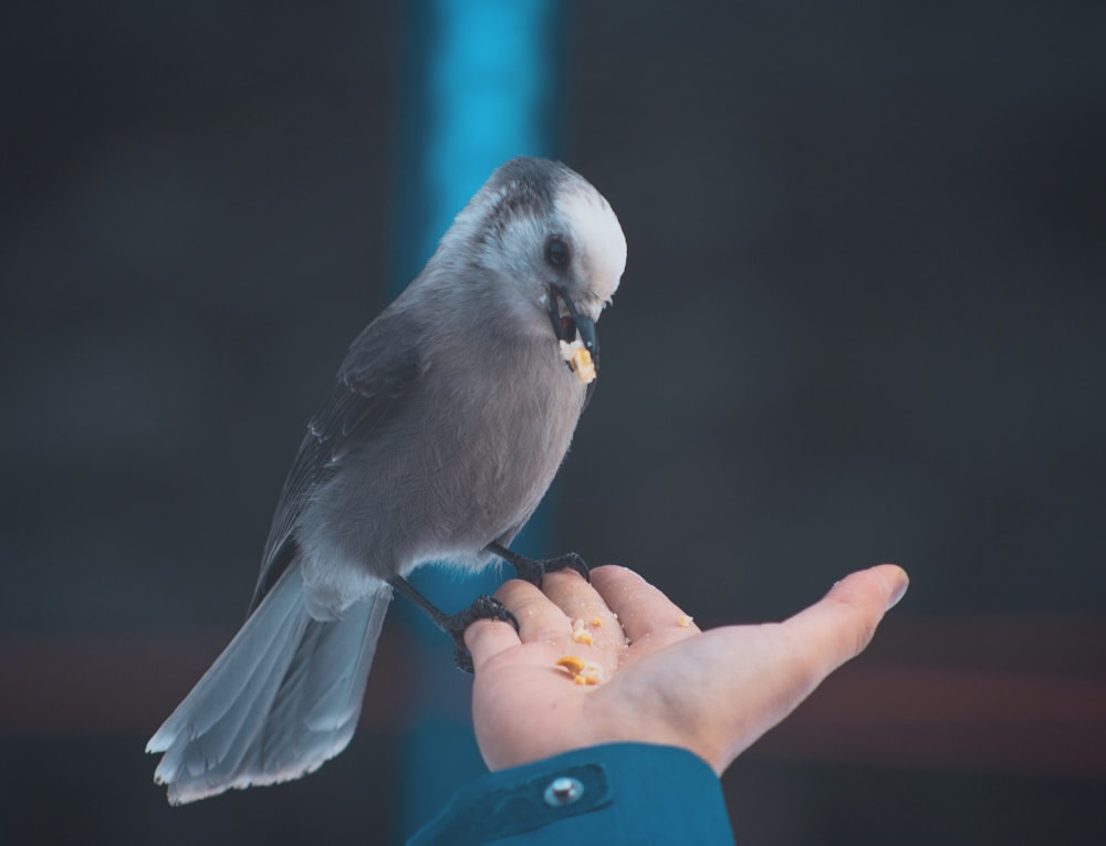 gray bird eating on person's hand