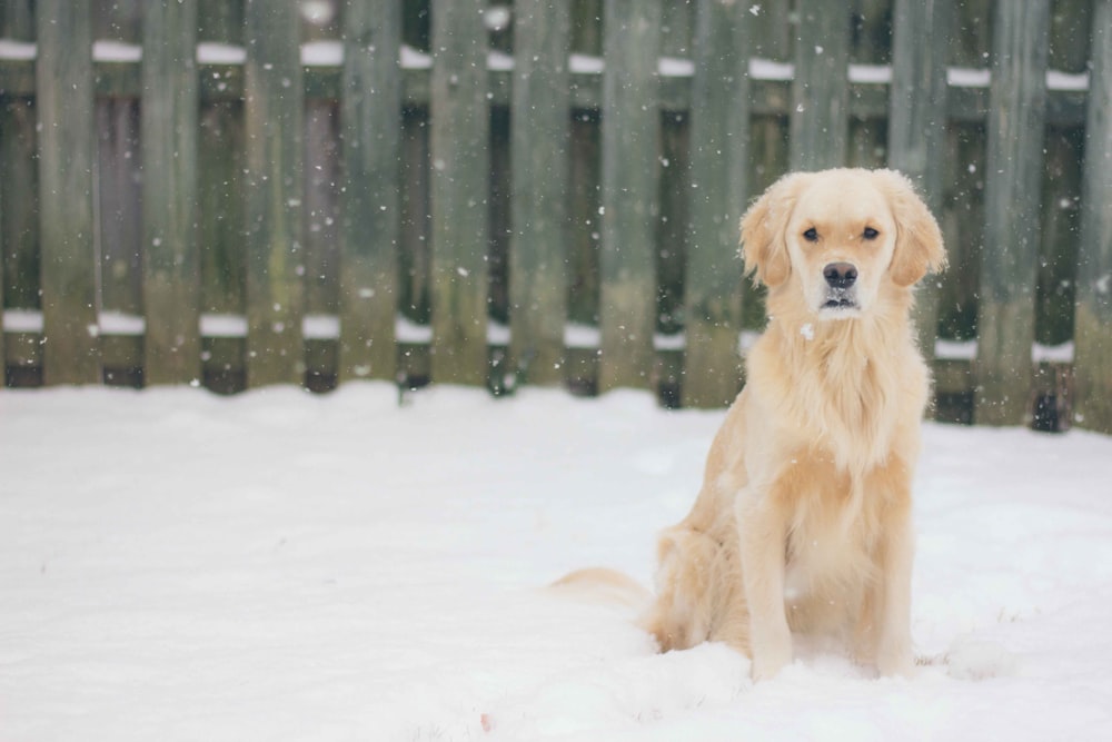 langhaariger beigefarbener Hund