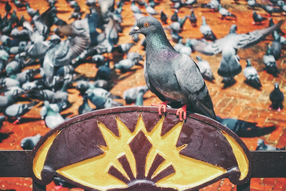 flock of pigeons at daytime