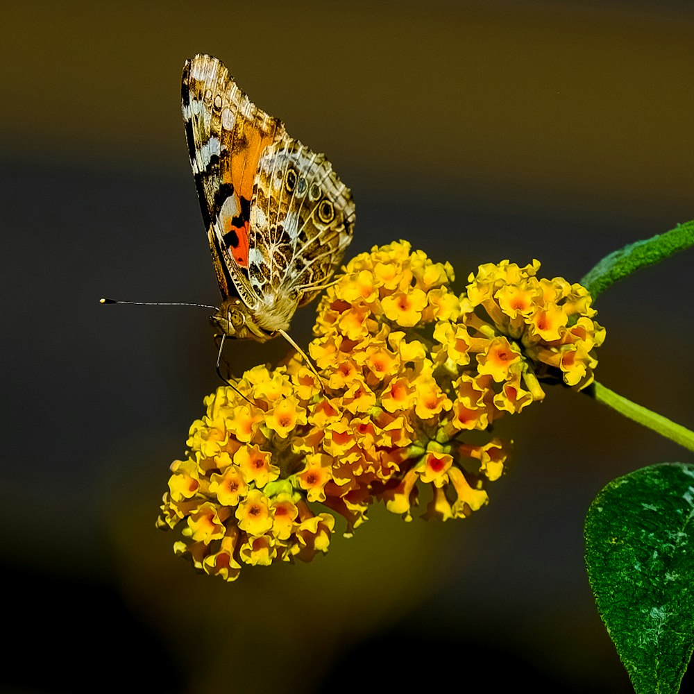 brown and orange butterfly perched on yellow lantana flowers