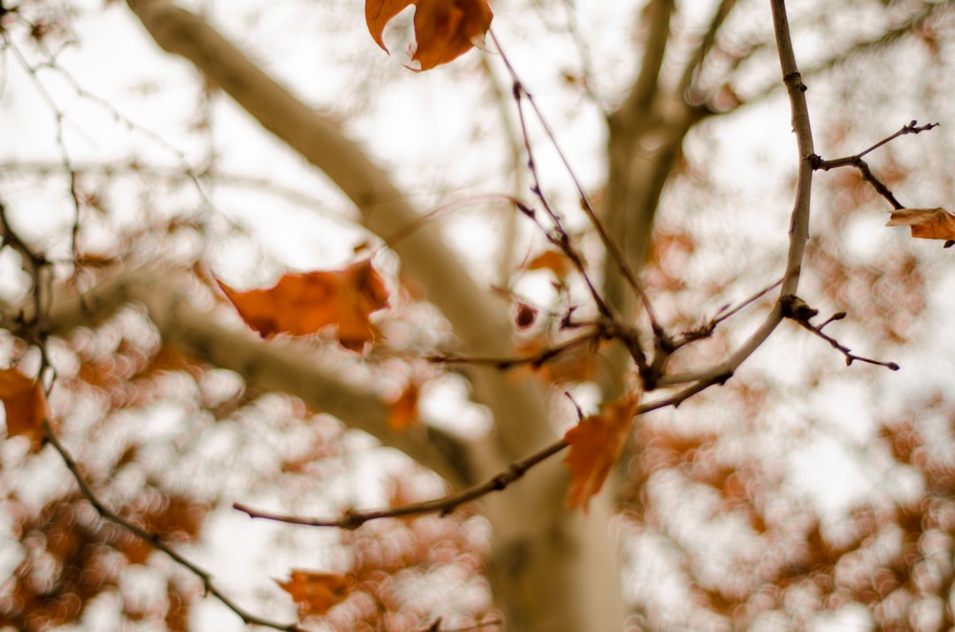 low angle photography of brown tree