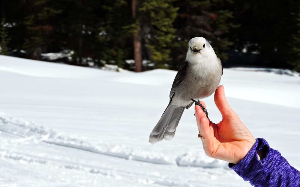 white and black bird