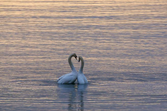 two white swan on body of water