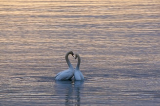 two white swan on body of water