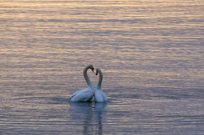 two white swan on body of water