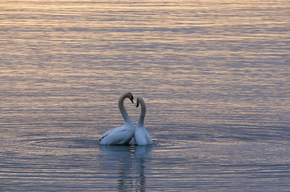 two white swan on body of water