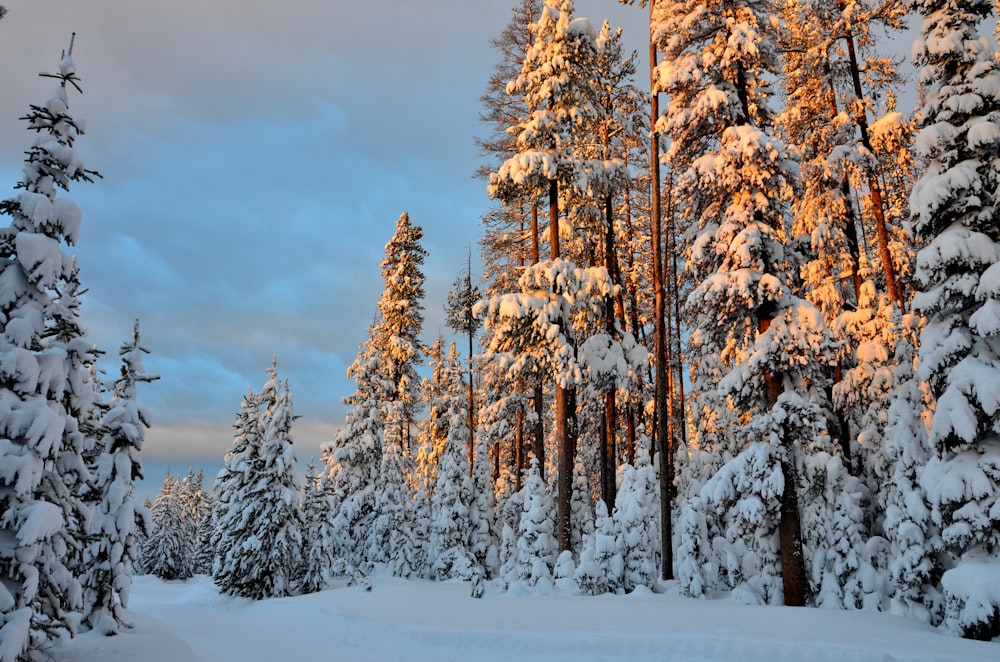 landscape photography of pine trees covered by snow