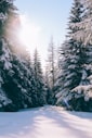 snow capped pine trees under blue sky