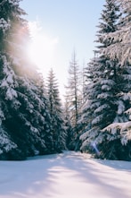 snow capped pine trees under blue sky