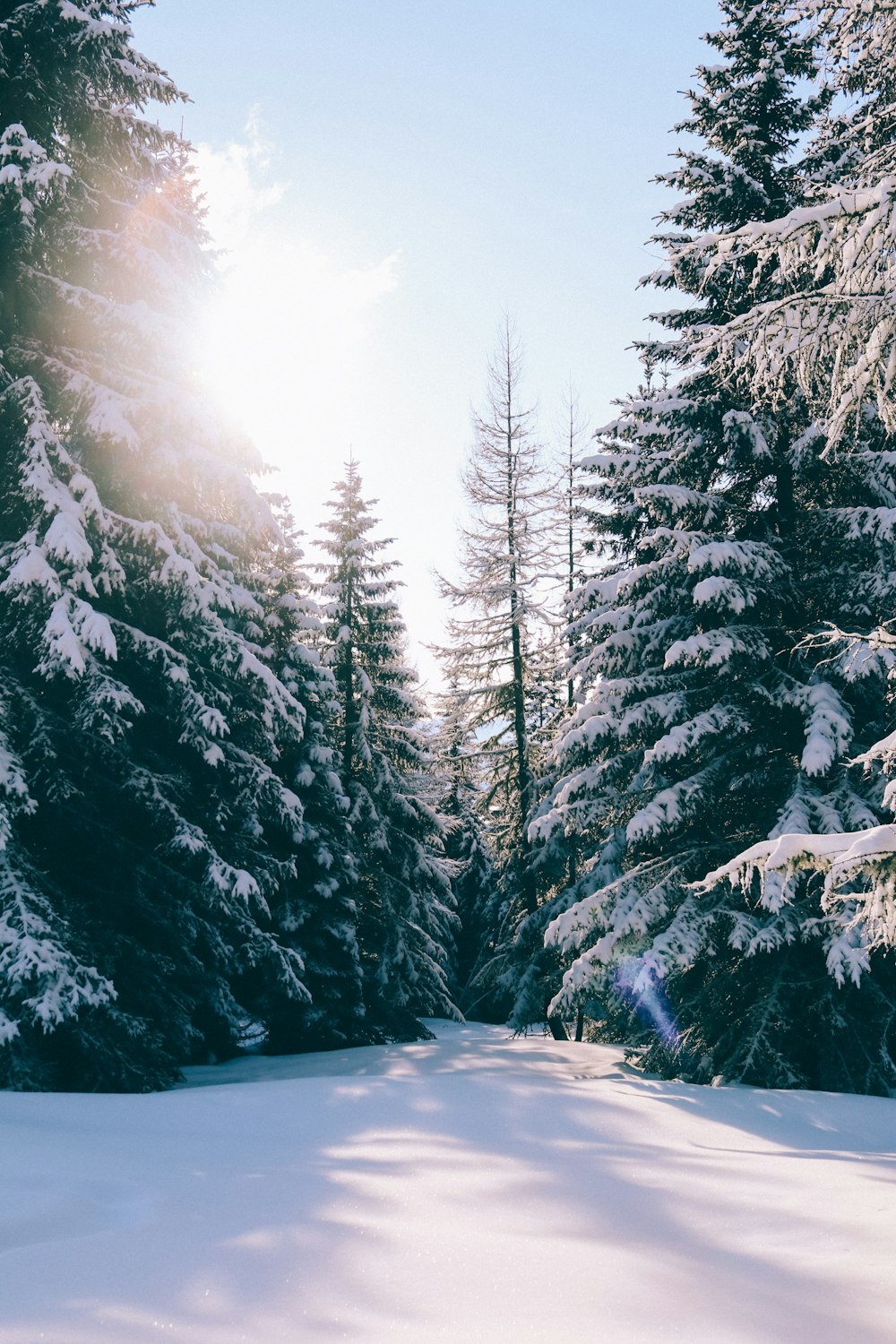 pinheiros cobertos de neve sob o céu azul
