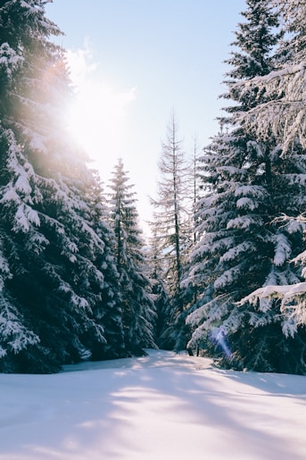snow capped pine trees under blue sky