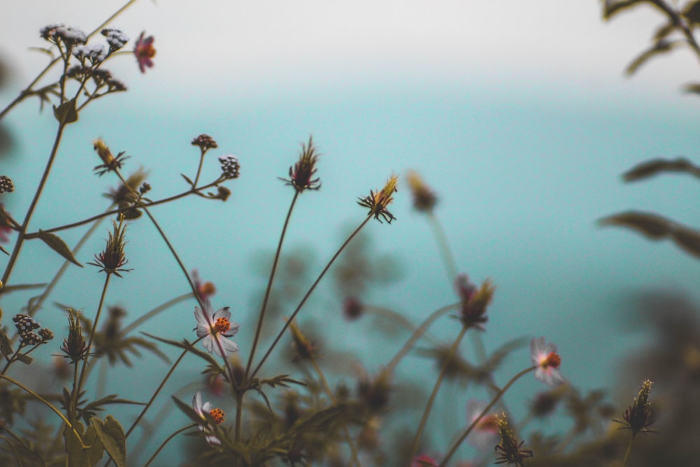 Fotografia a fuoco selettiva di fiori dai petali bianchi