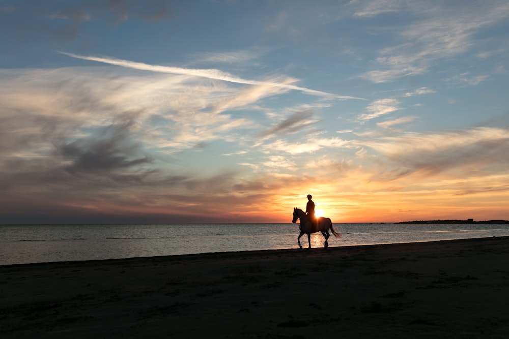 person riding horse near body of water during sunset
