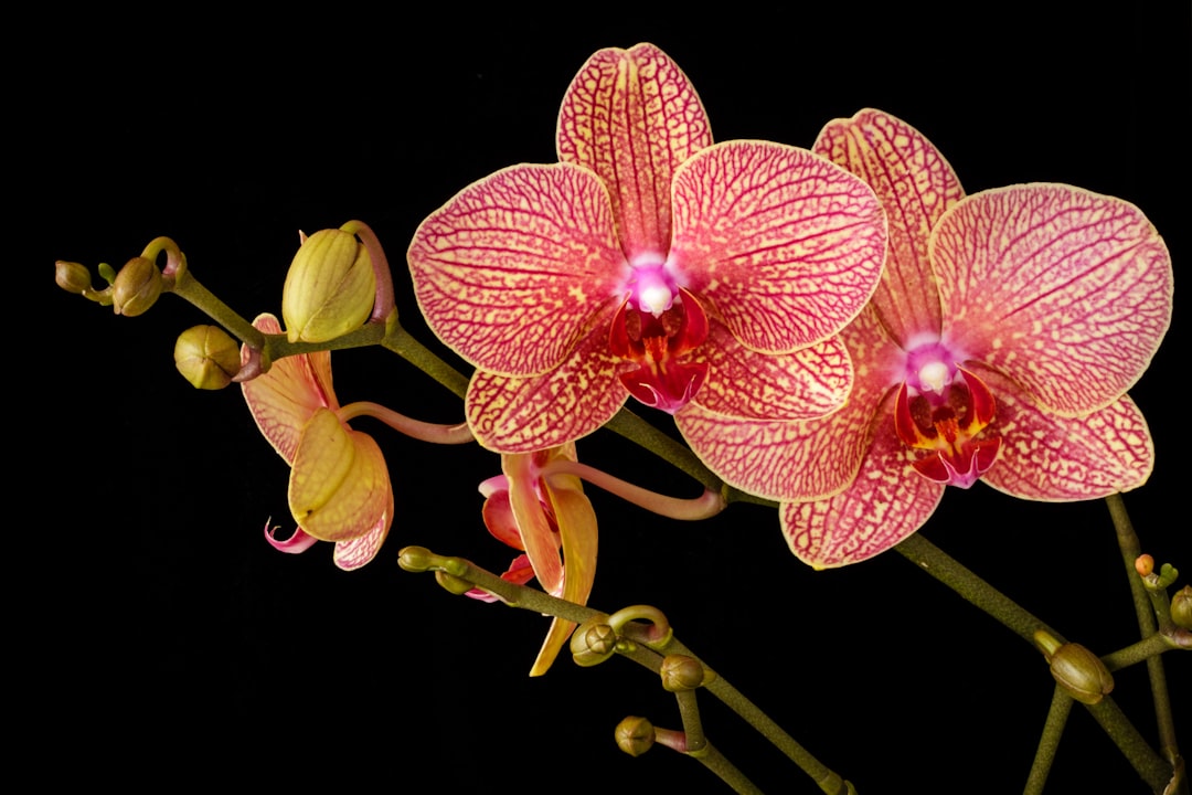 shallow focus photo of pink flowers, Phallaenopsis orchid in bloom