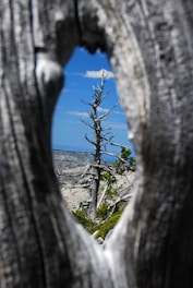 selective focus photography of dead tree