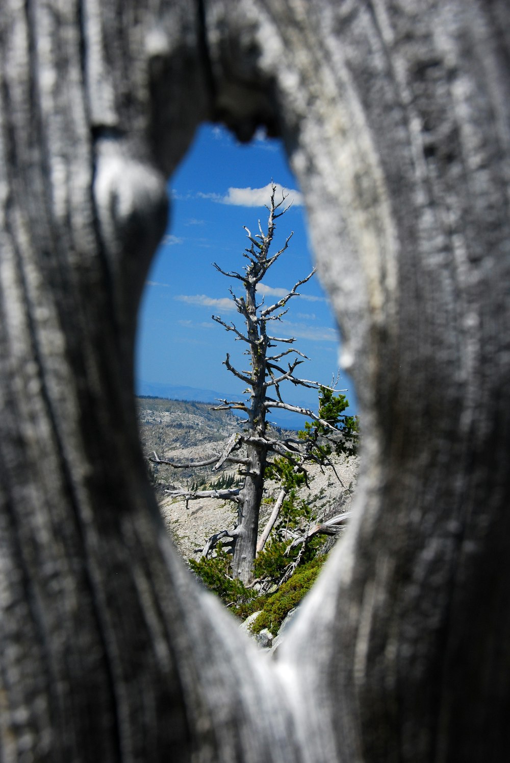selective focus photography of dead tree