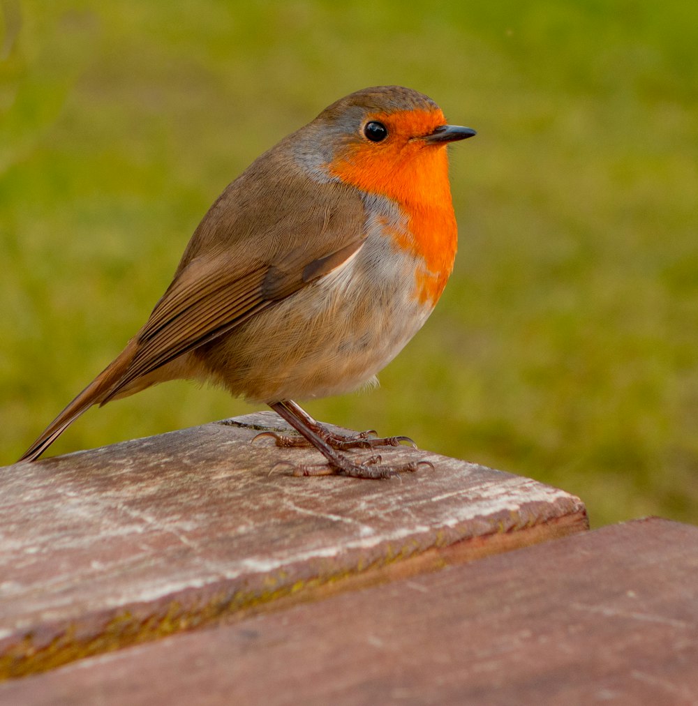 茶色とオレンジ色の鳥の浅い焦点の写真