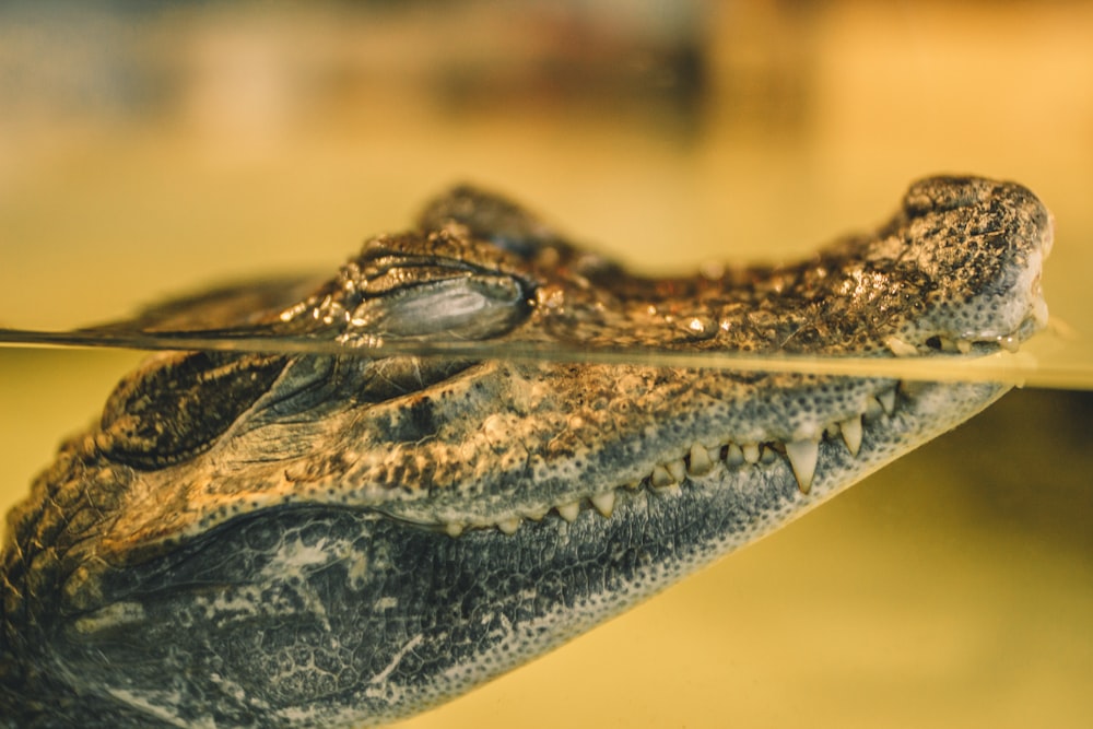 gray crocodile on water