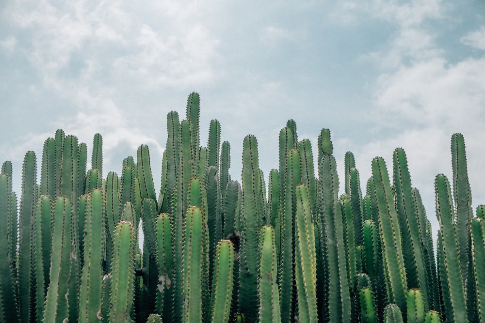 selective focus of green cacti