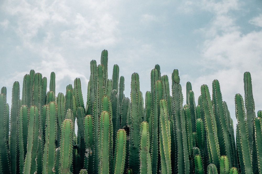 Mise au point sélective des cactus verts