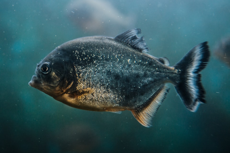 Caring for Predatory Fishes: A Quick Guide for Aquarium Owners