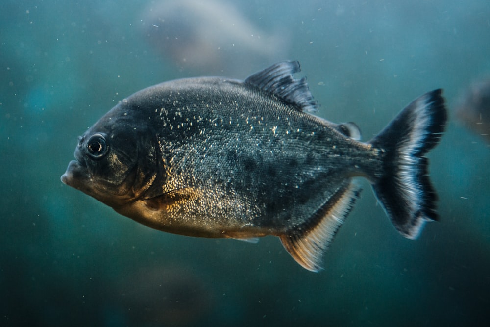 gray paco fish closeup photography