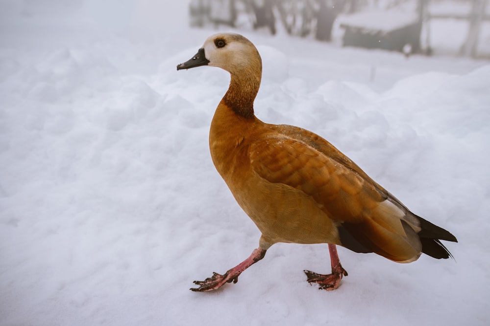 brown duck on snow covered ground during daytime