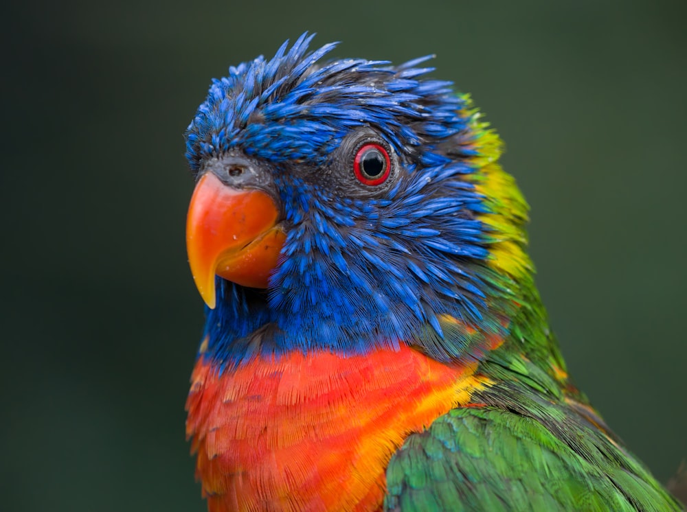 shallow focus photo of blue and yellow bird