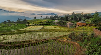 scenery of rice fields